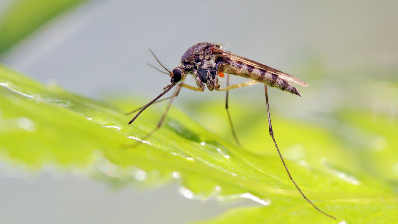 Quase 4 bilhões de pessoas correm risco de infecção pelo Aedes
