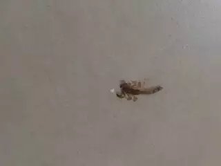 Moradores denunciam infestação de escorpiões e insetos em condomínio da Capital Moradores denunciam infestação de escorpiões e insetos em condomínio da Capital