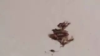 Moradores denunciam infestação de escorpiões e insetos em condomínio da Capital Moradores denunciam infestação de escorpiões e insetos em condomínio da Capital