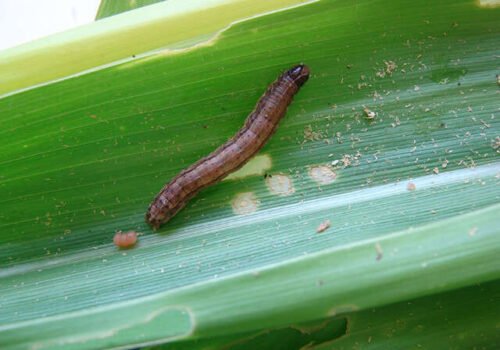 Bioinseticida da Embrapa supera 85% de eficácia contra a lagarta-do-cartucho