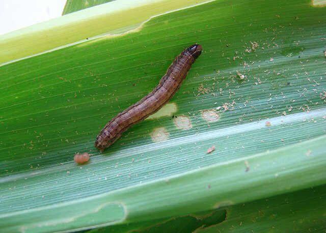 Bioinseticida da Embrapa supera 85% de eficácia contra a lagarta-do-cartucho