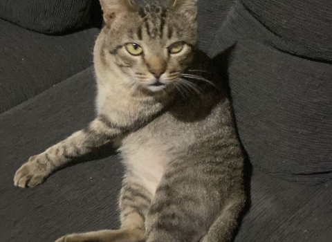 Gato idoso e com deficiência visual desaparece no Paulo Coelho Machado