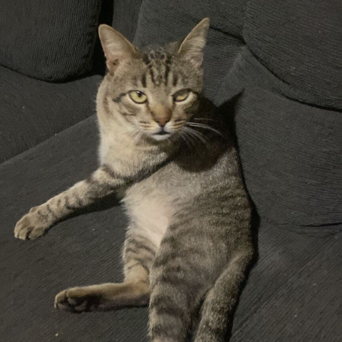 Gato idoso e com deficiência visual desaparece no Paulo Coelho Machado