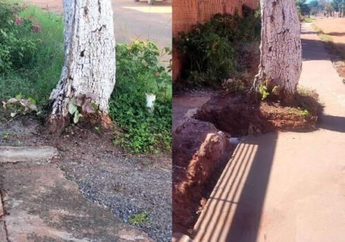 Obra ignora árvore com risco de queda e moradores vivem com medo no Noroeste