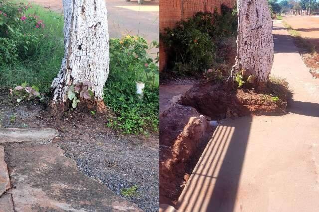Obra ignora árvore com risco de queda e moradores vivem com medo no Noroeste
