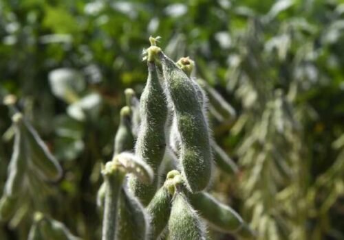 Cultivo de soja deve ser informado até hoje para evitar multa de R$ 5,9 mil