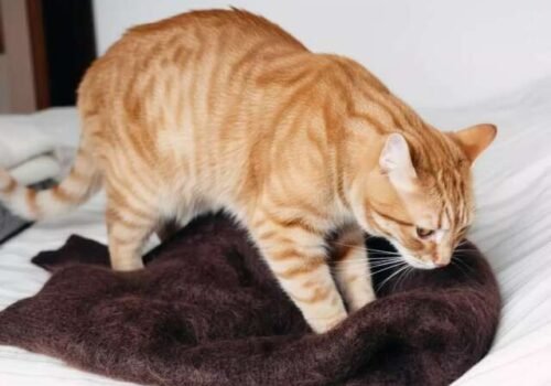 Quando gato "amassa pãozinho" é carinho ou pedido de socorro?