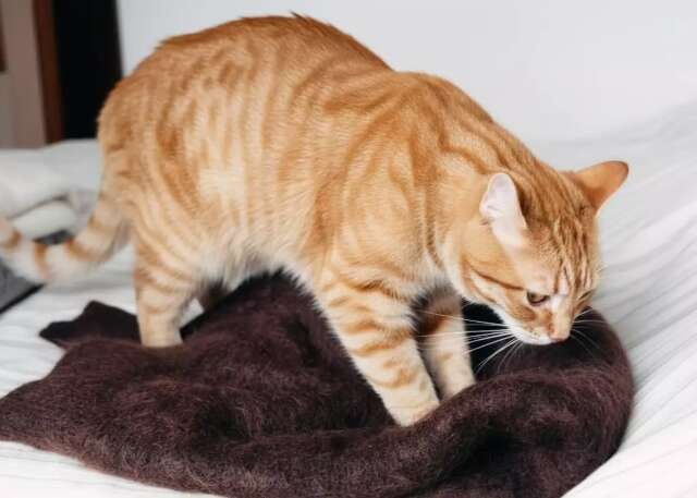 Quando gato "amassa pãozinho" é carinho ou pedido de socorro?