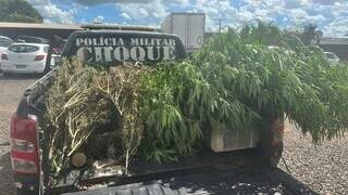 Idoso extrapola autorização judicial e é preso com estufa de maconha