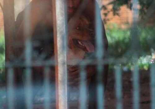 Após ataque de pitbull, grávida recebe alta e bebê não teve complicações