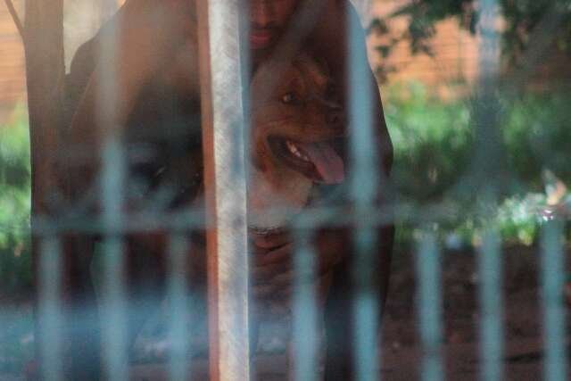 Após ataque de pitbull, grávida recebe alta e bebê não teve complicações