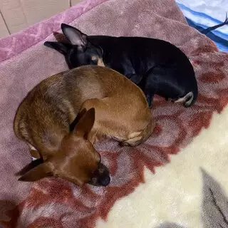 1bkkdfobd1uxw Cachorrinha foge assustada com fogos de artifício em Campo Grande