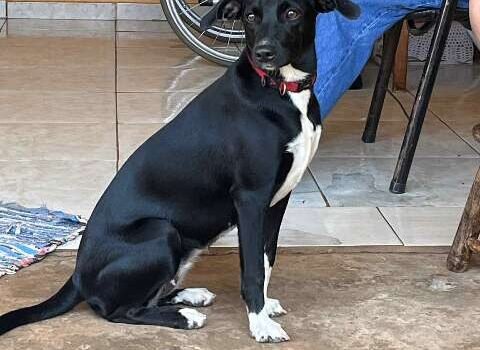 Manicure procura por vira-lata desaparecida há 13 dias no Nova Lima