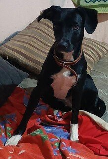 Manicure procura por vira-lata desaparecida há 13 dias no Nova Lima