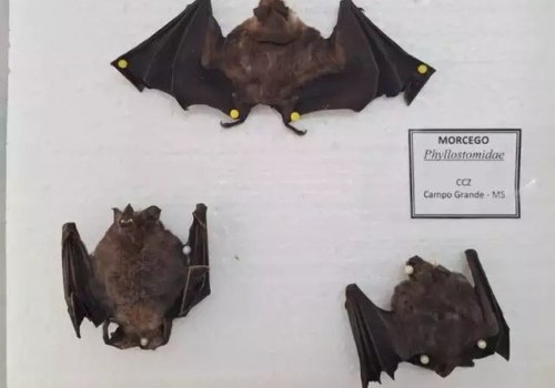 Estado confirma 1º caso de raiva animal do ano no norte de MS