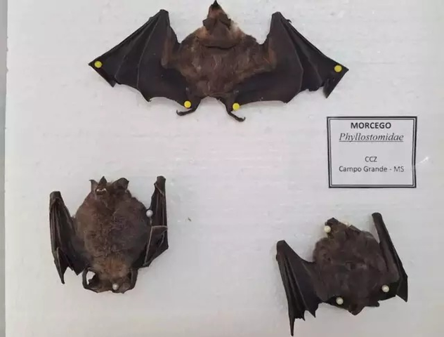 Estado confirma 1º caso de raiva animal do ano no norte de MS