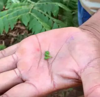  Jefferson é guia que ensina criança pegar no sono e espantar espíritos