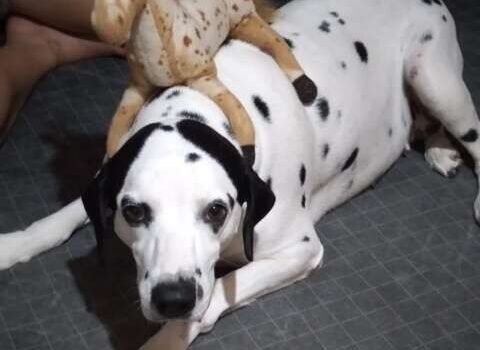 Sem recursos, tutora busca doador de sangue compatível para salvar dálmata