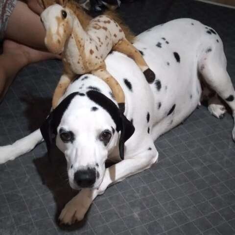 Sem recursos, tutora busca doador de sangue compatível para salvar dálmata