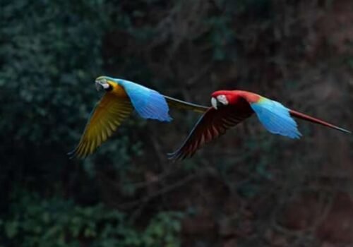 Arara-vermelha e canindé formam casal e fazem voo sincronizado