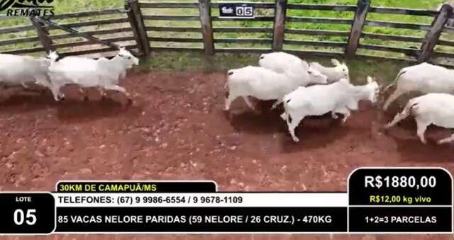Pecuarista aplicava golpes na compra de gado e lesou produtores em R$ 8 milhões
