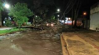 Motociclista fica ferido após árvore cair sobre pista durante temporal
