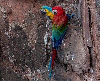 Arara-vermelha e canindé formam casal e fazem voo sincronizado 