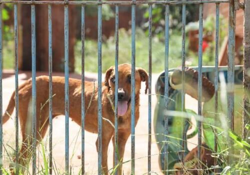 TJ restabelece liminar e obriga município assumir acolhimento de animais
