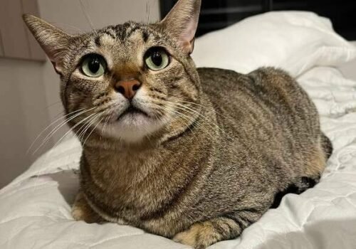 Família busca gato que foi companheiro de médica em tratamento contra câncer