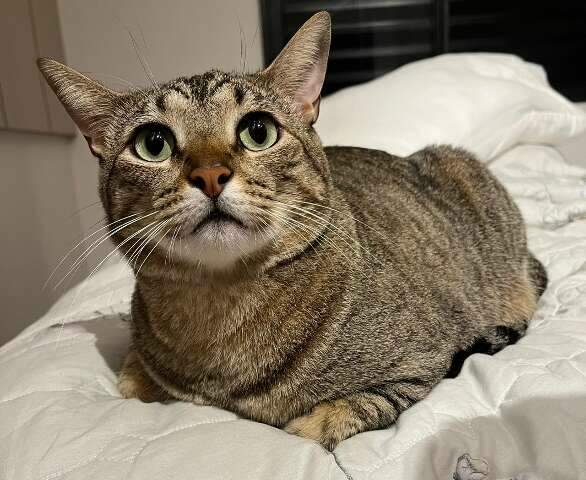 Família busca gato que foi companheiro de médica em tratamento contra câncer