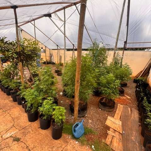 Idoso extrapola autorização judicial e é preso com estufa de maconha