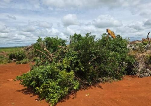 Para ampliar pomares, Sidrolândia erradica murta em áreas rurais e urbanas