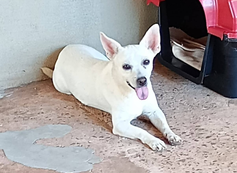 Cãozinho doado horas antes foge na Guaicurus e tutor pede ajuda