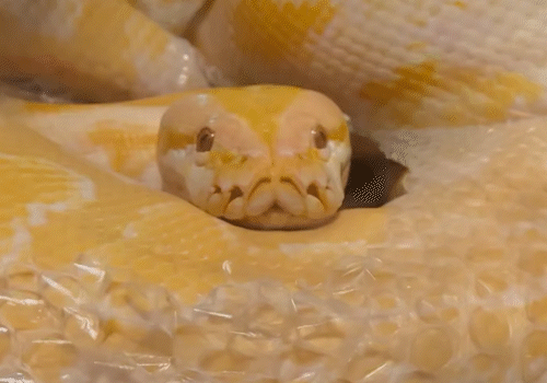 Bioparque flagra troca de pele da píton Capitu em cativeiro