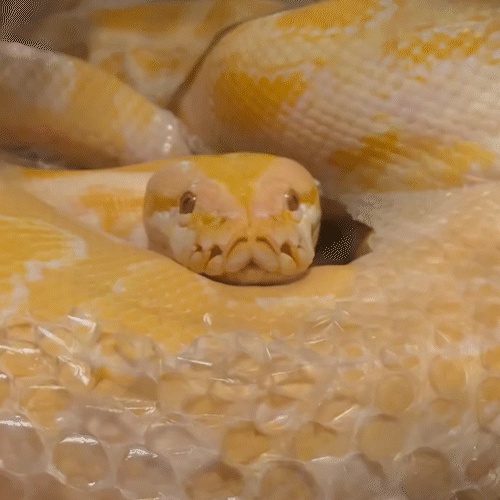 Bioparque flagra troca de pele da píton Capitu em cativeiro