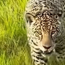 Onça Aracy surpreende ao chegar perto de veículo de safári no Pantanal