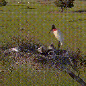 Símbolo oficial do Pantanal, família de tuiuiús é flagrada em ninho natural