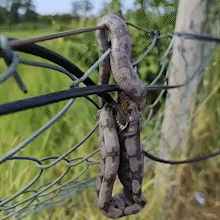 Filhote de jiboia é flagrado devorando pardal em cerca no bairro Zé Pereira