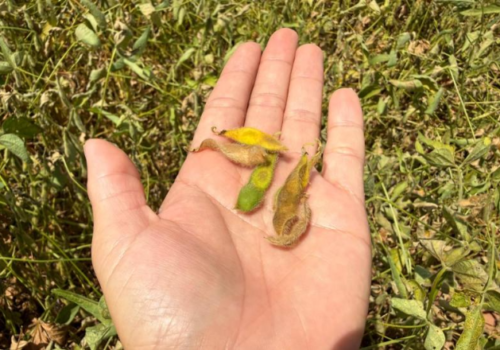 Clima seco no sul pressiona soja em fase crítica e eleva risco de perdas