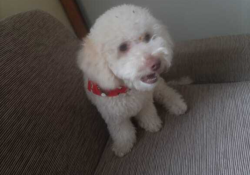 Família procura Belinha, poodle branca que sumiu no Jardim Paulista