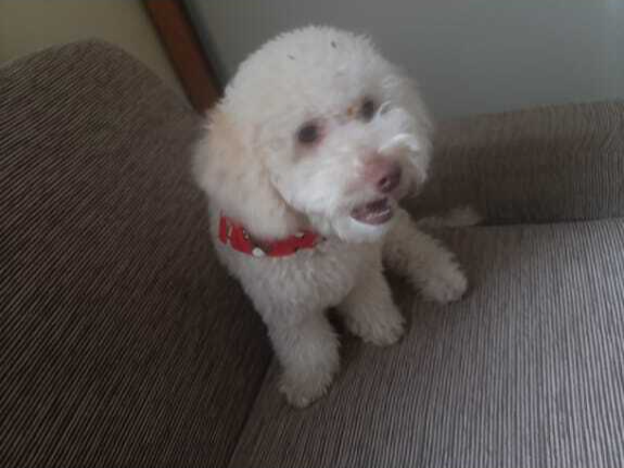 Família procura Belinha, poodle branca que sumiu no Jardim Paulista