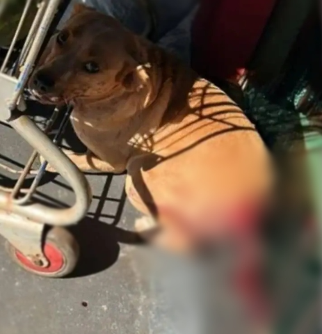 Caramelo é encontrado com rabo mutilado em frente a mercado