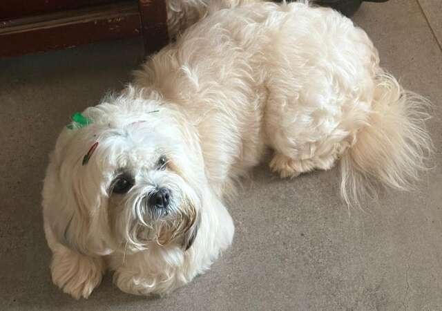 Viu a Princesa? Família busca Lhasa Apso na região da Lagoa Itatiaia