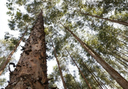 Demanda por celulose faz valor do eucalipto subir 30,6% em um ano