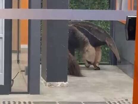 Tamanduá fica preso dentro de agência bancária na Av. Mato Grosso