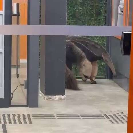 Tamanduá fica preso dentro de agência bancária na Av. Mato Grosso