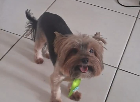 Cão da raça Yorkshire desaparece no Nova Lima e tutora pede ajuda