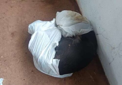 Animal sobrevive após ser espancado e deixado agonizando em saco plástico