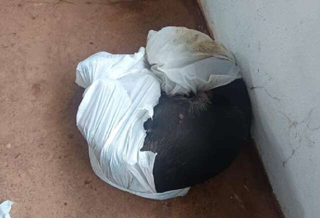 Animal sobrevive após ser espancado e deixado agonizando em saco plástico