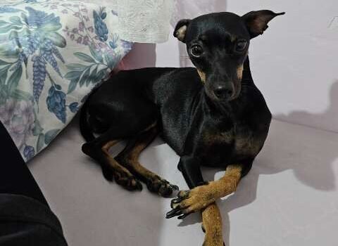 Pinscher foge de casa no Rancho Alegre e professora pede ajuda para encontrá-la